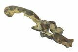 Fossil Mud Lobster (Thalassina) - Australia #95782-3
